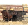 Image 3 : G2 Cattle Co. - 13 Angus X Replacement Heifers (Macoun, SK)