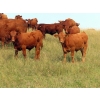 Image 10 : Wadella Ranch - 675# October Steer Calves - 180 Head (Kipling, SK)