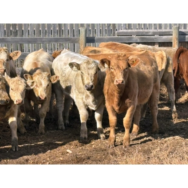 Donovan Banman - 650# October Delivery Steer Calves - 35 Head (Hays, AB)