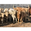 Image 1 : Donovan Banman - 650# October Delivery Steer Calves - 35 Head (Hays, AB)