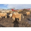 Image 7 : Brian Perillat - 725# April Delivery Steers - 70 Head (Linden, AB)
