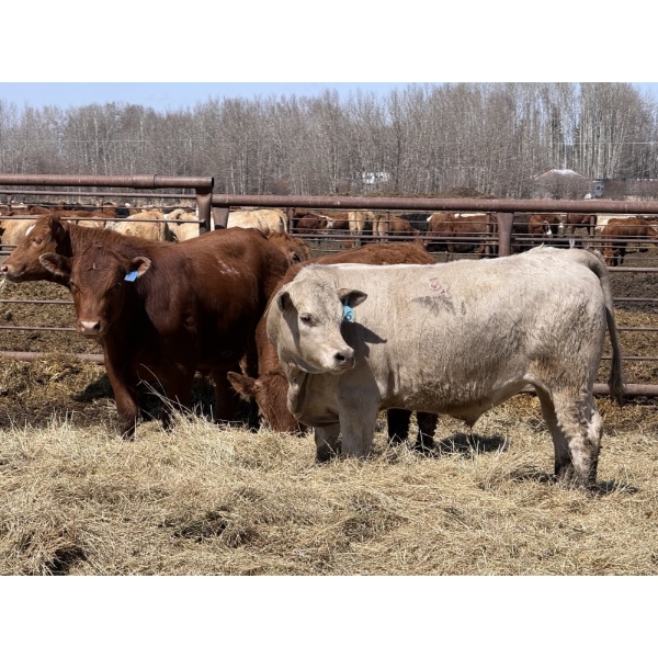 Jason & Kevin Szymanek - 860# May Delivery Steers - 60 Head (Stauffer, AB)