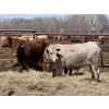 Image 1 : Jason & Kevin Szymanek - 860# May Delivery Steers - 60 Head (Stauffer, AB)