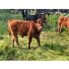 Image 9 : Hockridge Farms Ltd. - 675# December Delivery Steer Calves - 180 Head (Dauphin, MB) VBP+