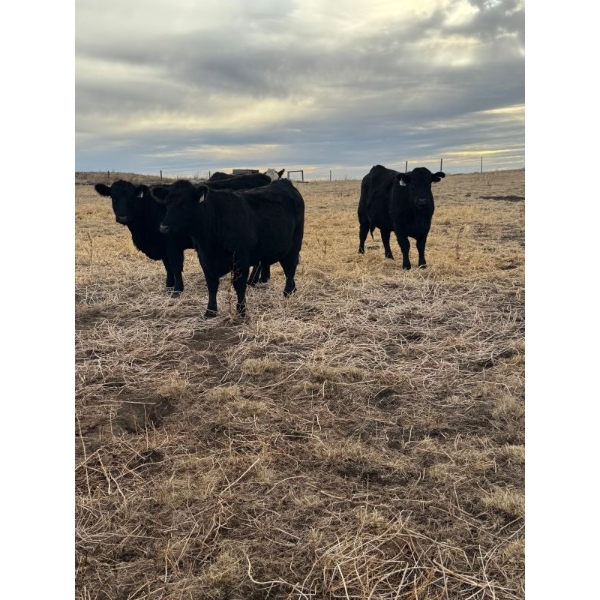 Colter Malloy - 12 Black Heifers (Pen 328 - 332)