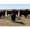 Image 3 : VR Livestock - 700# May Delivery Steers - 79 Head (Tessier, SK)