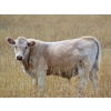 Image 2 : GW Murray Ranches - 515# October Delivery Steer Calves - 115 Head (Tompkins, SK)
