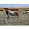 Image 7 : Logan Ranching - 685# November Delivery Steer Calves - 85 Head (Oyen, AB)