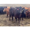 Image 4 : Fox Cattle Co. - 950# September Delivery Grass Heifers - 130 Head (Foam Lake, SK)