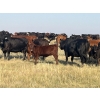 Image 6 : Dar-Lin Ranching - 430# November Delivery Heifer Calves - 110 Head (Big Stone, AB)