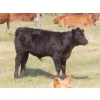 Image 5 : Thackeray Land & Cattle Inc. - 580# November Delivery Steer Calves - 80 Head (Goodwater, SK)