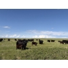 Image 3 : Douglass Bros. Ranching - 580# November Delivery Heifer Calves - 100 Head (Gem, AB)