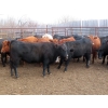 Image 3 : Lee Johnston - 1010# November Grass Heifers - 26 Head (Welwyn, SK)