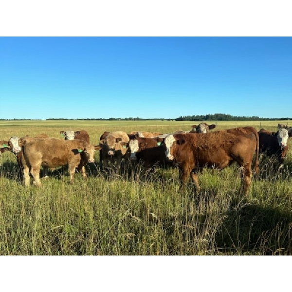 Dargis Seed & Feed (2008) Ltd. - 850# August Grass Steers - 73 Head (Saint Vincent, AB)
