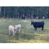 Image 4 : Cody & Brittany, Kirby & Cori Black - 560# October Delivery Steers - 100 Head (Water Valley, AB)