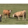 Image 6 : Mike & Kelly Petersen - 760# October Delivery Steer Calves - 82 Head (Sundre, AB)