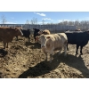Image 7 : Cunningham Cattle Co. - 1750# Fed Cows - 36 Head (Sundre, AB)