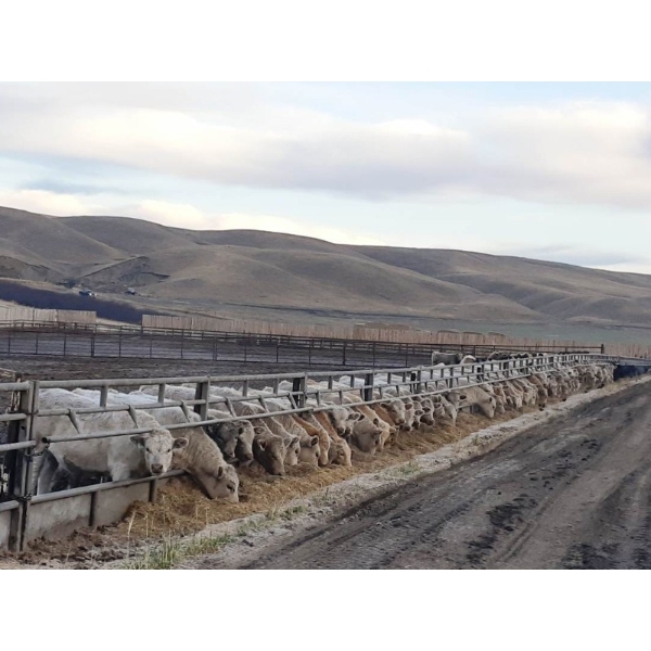 Cluny Colony - 835# November Weaned Steers - 72 Head (Cluny, AB)