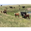 Image 2 : Dot Bar Dot - 550# November Delivery Steer Calves - 75 Head (Maple Creek, SK)