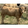 Image 6 : MacMillan Farming Co. - 500# July Delivery Heifer Calves - 180 Head (Cayley, AB) VBP+