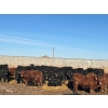 Image 2 : South Island Farms - 820# April Delivery Steers - 240 Head (Bow Island, AB)