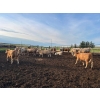 Image 3 : Cross Bar Ranch - 1000# July Delivery Heifers - 55 Head (Consort, AB)