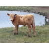 Image 3 : Wolfer Ranching/Wolfer Cattle Co. - 600# October Delivery Steer Calves - 60 Head (Tilley, AB)