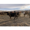 Image 6 : Rice Farms - 1000# April Delivery Steers - 124 Head (Lacombe, AB)