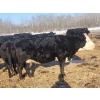 Image 7 : Double X Management - 36 5th Calvers (Langruth, MB)