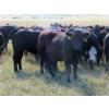 Image 5 : L & J Ranch - 840# Sept/Oct Delivery Grass Heifers - 80 Head (Harptree, SK)