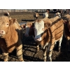 Image 3 : Bill Orlick - 900# February Delivery Steers - 70 Head (Calmar, AB)