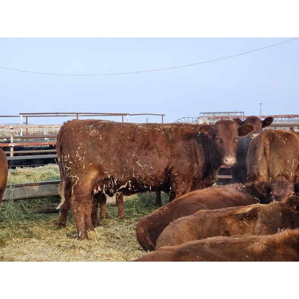 Jim Aleman - 4 Red 2nd Calvers (Pen 511 - 513)