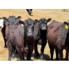 Image 3 : Cross Coulee Ranching - 630# May Delivery Heifers - 80 Head (Duchess, AB)