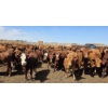 Image 7 : Ripple Rock Ranch - 925# June Delivery Heifers - 130 Head (Fincastle, AB)