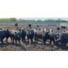 Image 3 : Theresa Guenther - 1010# June/July Delivery Steers - 53 Head (Bow Island, AB)