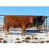 Image 5 : David Garvey - 1625# March Delivery Cows - 67 Head (Wapella, SK)
