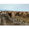 Image 3 : Cattlewood Farms Ltd. - 845# March Delivery Heifers - 76 Head (Vauxhall, AB)