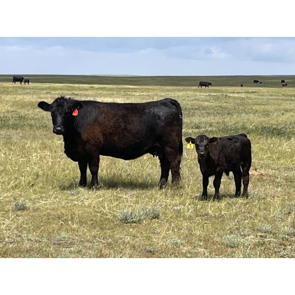 Brad & Sandy Lockhart - 490# October Delivery Steer Calves - 110 Head (Big Stone, AB)