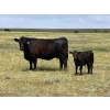 Brad & Sandy Lockhart - 490# October Delivery Steer Calves - 110 Head (Big Stone, AB)