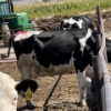 Image 4 : Idaho Dairies/Ranches - 32 Mixed (Burley, ID)