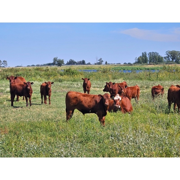 Henrickson Ranching - 580# Steer Calves - 70 Head (Patricia, AB)