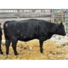 Image 2 : Hendricks Enterprises - 2 Mature Cows (Pen 514)
