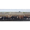 Image 2 : South Island Farms - 865# August Delivery Heifers - 120 Head (Bow Island, AB)