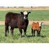 Image 8 : Sherwyn Torkelson - 10 Black/BBF 1st Calf Pairs (Patricia, AB)