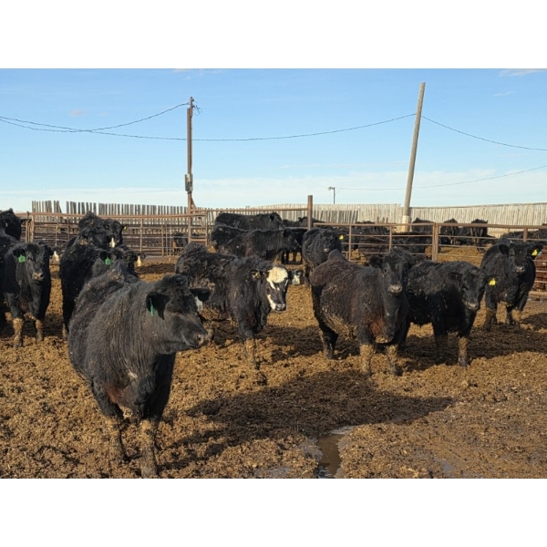 T Bar Cattle Co. Ltd. - 920# March Delivery Steers - 45 Head (Medicine Hat, AB)