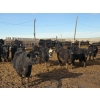 Image 1 : T Bar Cattle Co. Ltd. - 920# March Delivery Steers - 45 Head (Medicine Hat, AB)