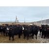 Image 5 : M.S. MacLean Livestock - 920# March Delivery Steers - 100 Head (Coaldale, AB)