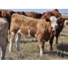 Image 3 : Johnston Ranches - 615# October Delivery Heifer Calves - 75 Head (Hanna, AB)