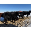 Image 16 : Gerald Retzlaff - 25 Black Angus/Black Angus X Bred Heifers (Fairlight, SK)