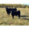 Image 6 : George Ranching - 600# November Delivery Steer Calves - 100 Head (Marwayne, AB)